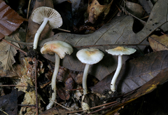 Inocybe armeniaca