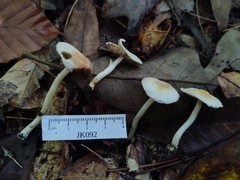 Inocybe armeniaca