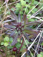 Pedicularis lapponica