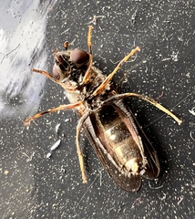 Platycheirus albimanus