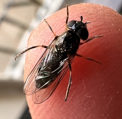 Platycheirus albimanus