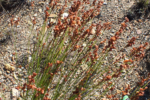 Image of Mastersiella purpurea by no rights reserved