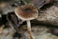 Inocybe asterospora