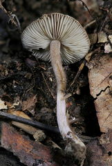 Inocybe asterospora