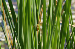 Hyla meridionalis