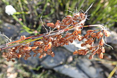 Rhodocoma fruticosa