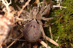Alopecosa inquilina