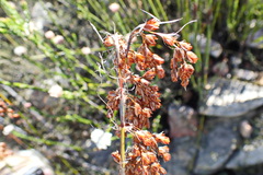 Rhodocoma fruticosa