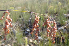 Rhodocoma fruticosa