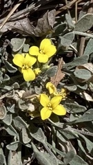 Physaria ovalifolia