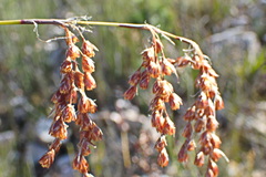 Rhodocoma fruticosa