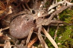 Alopecosa inquilina