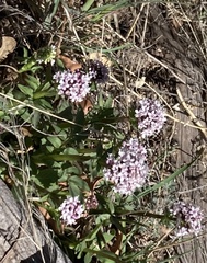 Valeriana arizonica