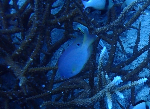 Eyespot Damselfish (Pomacentrus andamanensis)