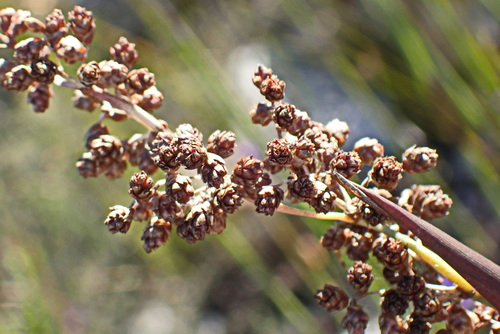 Image of Cannomois scirpoides by no rights reserved