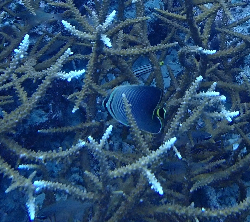 herringbone butterflyfish