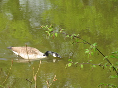 Branta canadensis