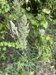 Poa arachnifera