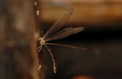 Macronemurus