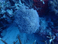 Physogyra lichtensteini