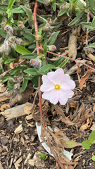 Cistus × skanbergii