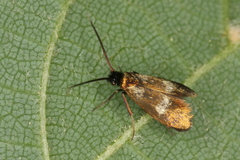 Cauchas fibulella