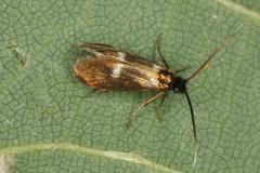 Cauchas fibulella