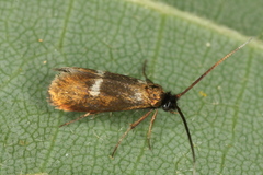 Cauchas fibulella