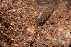 Sardoniscus verhoeffi