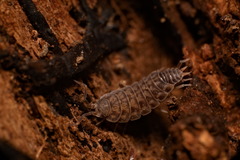 Sardoniscus verhoeffi