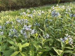 Amsonia ludoviciana