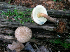 Caloboletus inedulis