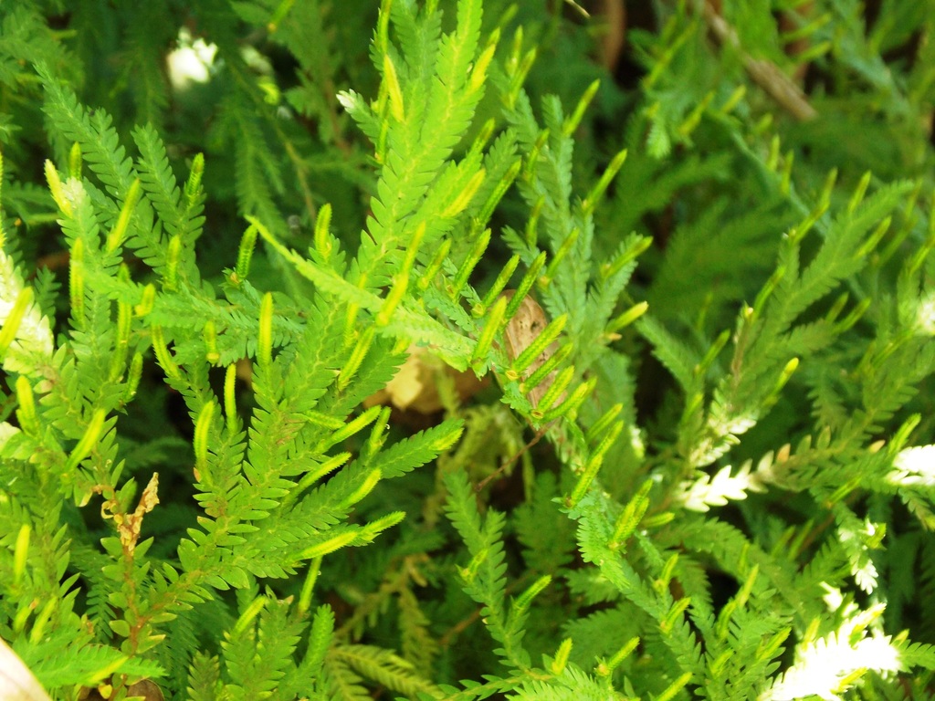 Selaginella hoffmannii
