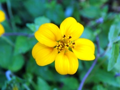 Sclerocarpus divaricatus