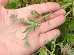 Rochelia retorta