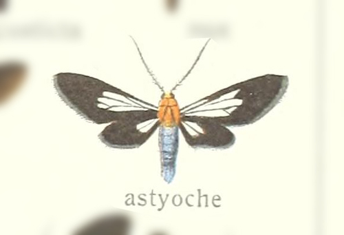 Saurita astyoche