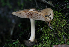 Inocybe dulciolens