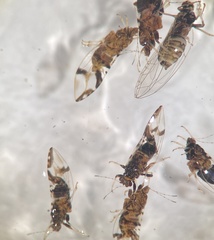 Bactericera maculipennis