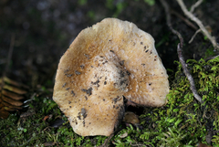 Inocybe dulciolens