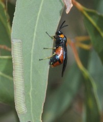 Lophyrotoma interrupta