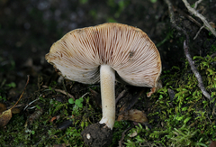 Inocybe dulciolens