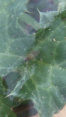Epimeces