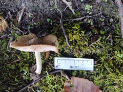 Inocybe dulciolens