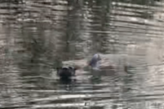 Lontra canadensis