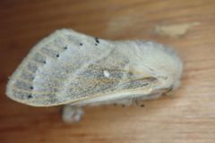 Bombycopsis tephrobaphes