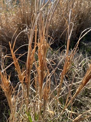 Andropogon virginicus virginicus