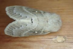 Bombycopsis tephrobaphes