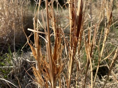 Andropogon virginicus virginicus