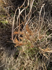Andropogon virginicus virginicus