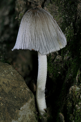 Coprinopsis alopecia